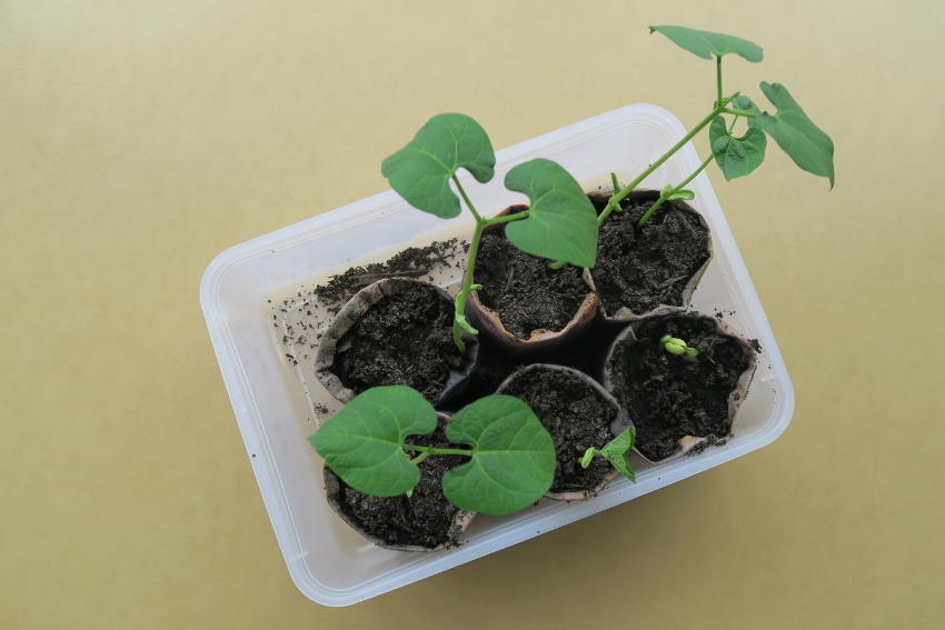 beans in newspaper pots